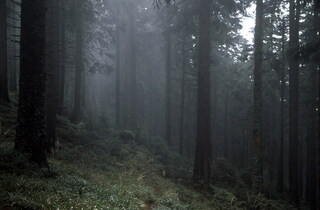 Změna práva hospodařit s majetky Lesů ČR a VLS ČR se prozatím odkládá. Je důležité zpřesnit seznam pozemků, které mají být vyměněny