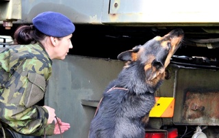 Speciálně vycvičení služební psi dokážou vyhledat až devatenáct druhů výbušných látek