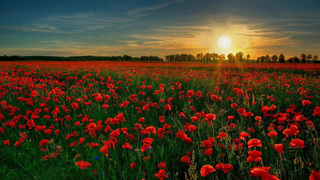 Květ vlčího máku je symbolem oslav Dne válečných veteránů