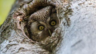 Vojenské lesy zvou do Brd na noční výpravu za sovím houkáním