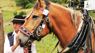 Lesní bitva tažných koní se odehraje v Brdech