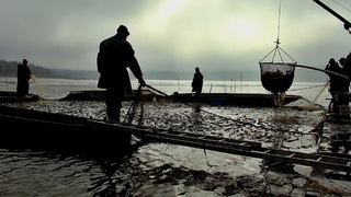 Vojenské lesy zvou do srdce Brd na výlov Dolejšího Padrťského rybníku 