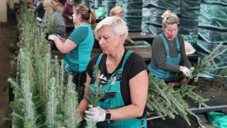 VLS spustily podzimní zalesnění, i díky přírodě blízkému hospodaření budou potřebovat méně sazenic