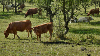 Vojenské lesy spustily agrolesnické projekty, na zemědělské půdě ve vojenských lokalitách rostou stromořadí a remízky
