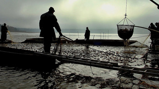 Vojenské lesy příští týden spustí prodej kaprů z unikátních přírodních lokalit v Brdech i na Šumavě