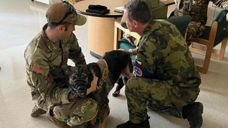 Spokojený psí život v Kosovu. Na vojenských základnách mají veškerý komfort