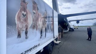 Armáda dopraví do Kazachstánu dalších osm koní Převalského