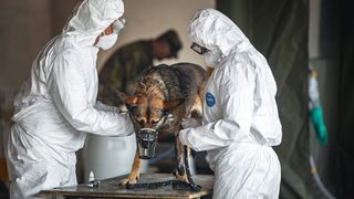 Cvičení Nákaza 2024 prověřilo připravenost vojenských veterinářů