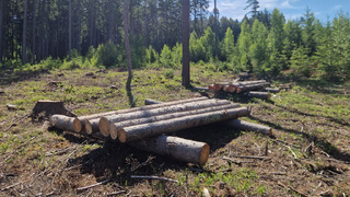 Vojenské lesy a statky ČR úspěšně bojují s kůrovcem