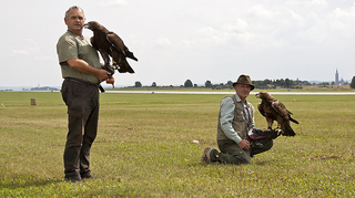 Orli, sokoli i jestřábi. Na bezpečí čáslavských stíhaček dohlíží 16 dravců