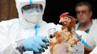 Armádní a civilní veterináři trénovali zásah při výskytu nebezpečné nákazy, asistovali jim i chemici