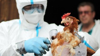 Armádní veterináři pomáhají při likvidaci ohniska ptačí chřipky na Nymbursku