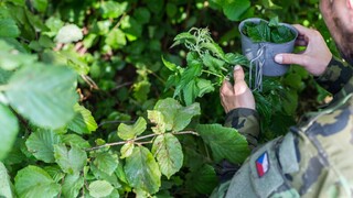 Je libo kořen či květ? Přežít můžete i na rostlinách, jen vědět, po kterých sáhnout