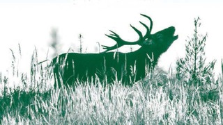 Největší lesnicko-armádní akce na Moravě představí přírodu na Libavé i tank Leopard