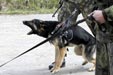 Brigáda rychlého nasazení má i družstvo psovodů 7