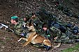 Training with Dogs 2